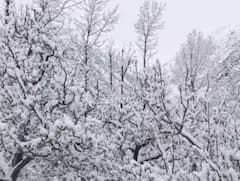 In Pics: ਹਿਮਾਚਲ ਪ੍ਰਦੇਸ਼ 'ਚ ਭਾਰੀ ਮੀਂਹ ਅਤੇ ਬਰਫ਼ਬਾਰੀ ਕਰਕੇ ਤਾਪਮਾਨ 'ਚ ਆਈ ਗਿਰਾਵਟ, ਵੇਖੋ ਤਸਵੀਰਾਂ