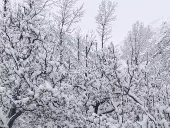 ਇਸ ਨਾਲ ਕਿੰਨੌਰ ਦੀਆਂ ਉੱਚੀਆਂ ਚੋਟੀਆਂ ਇਕ ਵਾਰ ਫਿਰ ਬਰਫਬਾਰੀ ਨਾਲ ਢੱਕ ਗਈਆਂ। ਰਾਜਧਾਨੀ ਸ਼ਿਮਲਾ ਵਿੱਚ ਵੀ ਭਾਰੀ ਮੀਂਹ ਦਰਜ ਕੀਤਾ ਗਿਆ। ਇਸ ਕਾਰਨ ਸੂਬੇ 'ਚ ਇਕ ਵਾਰ ਫਿਰ ਠੰਡ ਨੇ ਵਾਪਸੀ ਕੀਤੀ ਹੈ। ਮੌਸਮ ਵਿਭਾਗ ਨੇ 7 ਅਤੇ 8 ਮਈ ਨੂੰ ਸੂਬੇ ਭਰ 'ਚ 'ਯੈਲੋ ਐਂਡ ਆਰੇਂਜ ਅਲਰਟ' ਜਾਰੀ ਕੀਤਾ ਹੈ।