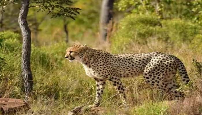 Third cheetah death in last 40 days in kuno national park cheetah was bring from south africa detail marathi news Cheetah death: दक्षिण आफ्रिकेतून आणलेला आणखी एक चित्ता मृत्यूमुखी, गेल्या 40 दिवसांमध्ये तिसऱ्या चित्त्याचा मृत्यू