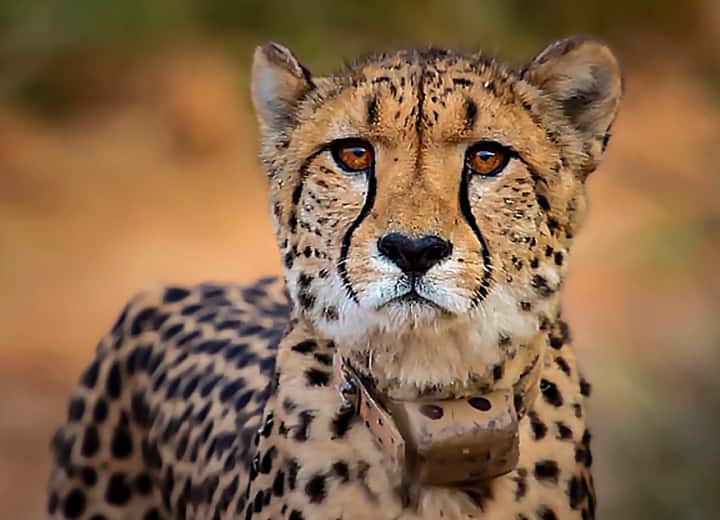 One moe cheetah died in Kuno National Park Madhya Pradesh MP News: मध्य प्रदेश के कूनो नेशनल पार्क में एक और चीते की मौत, अब तक तीन की गई जान