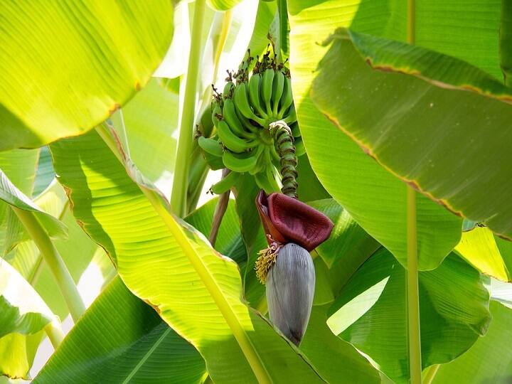 subsidy scheme in Bihar government is giving subsidy on banana cultivation Subsidy Scheme: अब इस खेती पर सरकार दे रही इतने रुपये की सब्सिडी, फटाफट कर दें अप्लाई