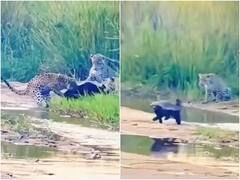 तीन तेंदुए मिलकर भी नहीं कर पाए हनी बेजर का शिकार, अकेले ने तीनों को खदेड़ा