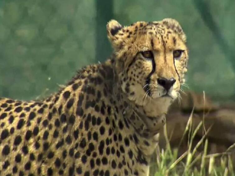 Five more cheetahs at Kuno Park to be released in the wild Cheetahs at Kuno Park: மீண்டும் 5 சிவிங்கிப் புலிகள் வனப்பகுதிக்குள் விடப்படும்.. தகவலை வெளியிட்ட சுற்றுச்சூழல் அமைச்சகம்!