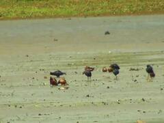 PHOTO : बदलत्या वातावरणामुळे कुडाळमधील पाट तलावाकडे पक्ष्यांची पाठ