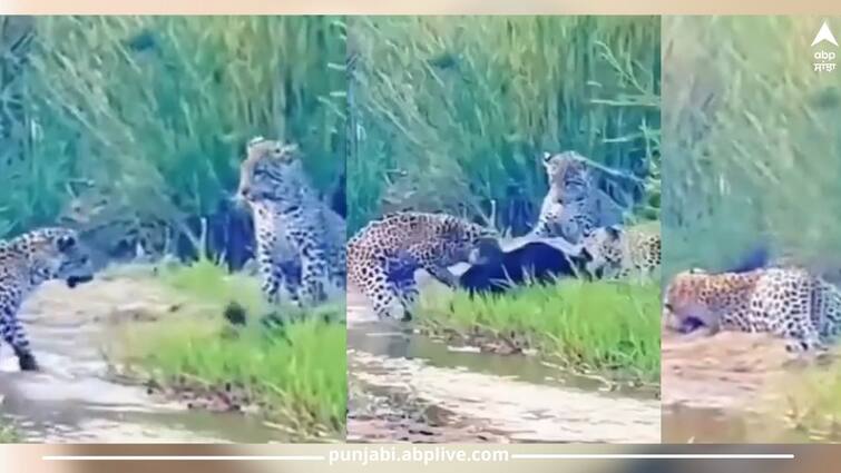 three-fierce-leopards-are-seen-trying-unsuccessfully-to-hunt-a-honey-badger-see-viral-video Viral Video: ਤਿੰਨ ਚੀਤੇ ਮਿਲਕੇ ਵੀ ਨਹੀਂ ਕਰ ਪਾਏ ਹਨੀ ਬੈਜਰ ਦਾ ਸ਼ਿਕਾਰ, ਇਕੱਲੇ ਨੇ ਹੀ ਤਿੰਨਾਂ ਨੂੰ ਪਾਈ ਮਾਤ