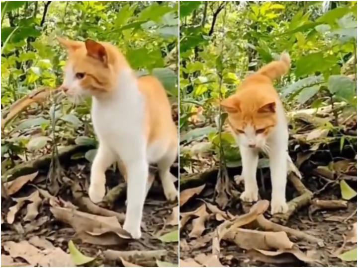 Cat threw away snake who attacked on him in a single punch सांप ने बिल्ली को कमजोर समझने की कर दी गलती, एक ही पंच में सिखा दिया सबक