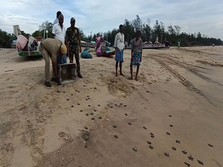 nagapattinam forest department has released the rare Olive Radley turtle hatchlings into the sea at Nagai TNN Nagapattinam: கடலில் விடப்பட்ட அரியவகை ஆலிவ் ரெட்லி - மகிழ்ச்சியாக கடலை நோக்கி நீந்தி சென்ற ஆமை குஞ்சுகள்