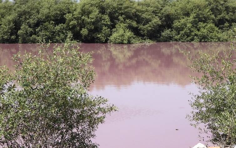 The color of the bay water in the sea of Porbandar suddenly turned pink Porbandar: પોરબંદરના દરિયામાં ખાડીના પાણીનો રંગ અચાનક ગુલાબી થયો, જાણો તજજ્ઞોએ શું કહ્યું ?