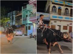बैल के बाद इस शख्स ने की भैंस की सवारी, यूजर्स बोले- बिना पेट्रोल के चलने वाली भैंसलैंडर