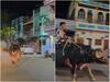 बैल के बाद इस शख्स ने की भैंस की सवारी, यूजर्स बोले- बिना पेट्रोल के चलने वाली भैंसलैंडर