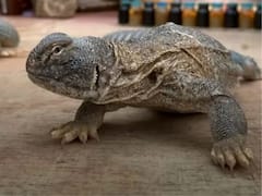 एक खास तरह की छिपकली से निकलता है सांडे का तेल, जानिए क्या ये सच में फायदा करता है?