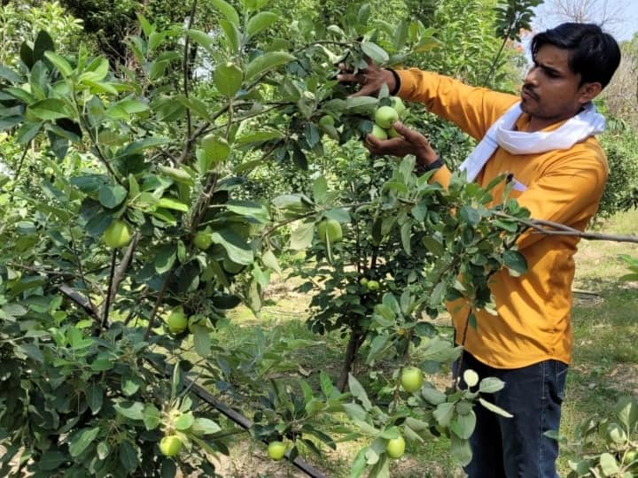 Ghazipur Farmer Sunil Kushwaha Farming new variety of apple in farmhouse ANN UP News: यूपी के किसान का कमाल, गाजीपुर में उगा दी सेब की फसल, कमाएंगे मोटा मुनाफा