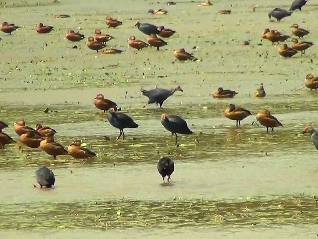 Sindhudurg News : कोकणात उष्णतेचा जलस्त्रोतांवर परिणाम, कुडाळच्या पाट तलावातील पाणी पातळीत घटल्याने पक्ष्यांना फटका Sindhudurg News Impact of heat on water resources in Konkan fall in water level in Kudals Pat Lake Sindhudurg News : कोकणात उष्णतेचा जलस्त्रोतांवर परिणाम, कुडाळच्या पाट तलावातील पाणी पातळीत घटल्याने पक्ष्यांना फटका