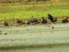 PHOTO : बदलत्या वातावरणामुळे कुडाळमधील पाट तलावाकडे पक्ष्यांची पाठ