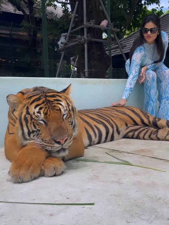 నిద్రపోతున్న పులితో శ్రీముఖి ఆటలు, థాయ్‌లాండ్‌లో రాములమ్మ సాహసాలు