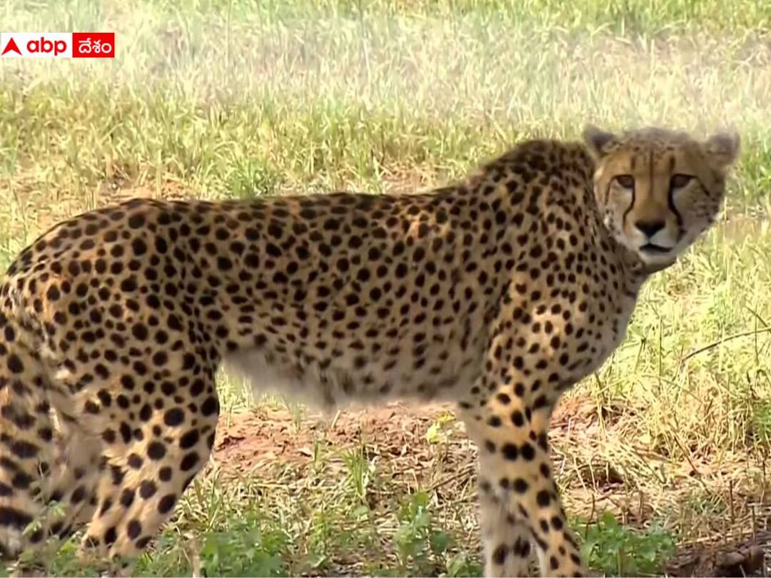 Another Cheetah dies at Kuno National Park third death in three months all you need to know Kuno National Park: కునో నేషనల్ పార్కులో మరో చీతా మృతి, ఈసారి ట్విస్ట్ ఏంటంటే!