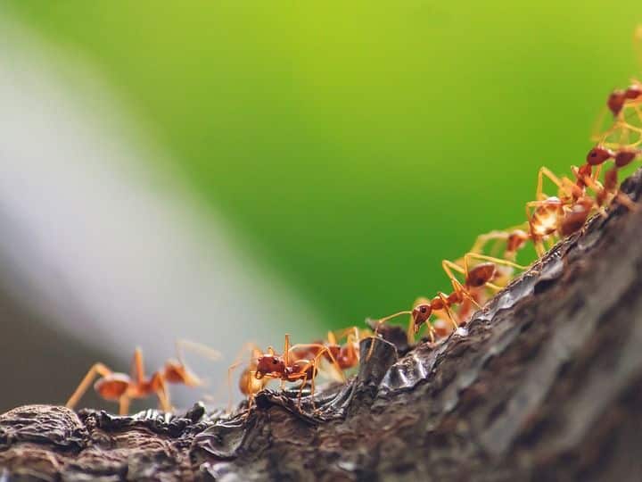 How To Get Rid Of Red Ants From House Use These 5 Easy Home Remedies घर में डेरा जमाए बैठी हैं लाल चीटियां? इन 5 तरीकों से इन्हें भगाए घर से दूर
