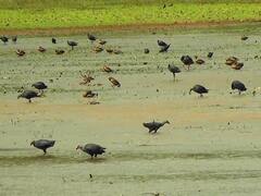 PHOTO : बदलत्या वातावरणामुळे कुडाळमधील पाट तलावाकडे पक्ष्यांची पाठ