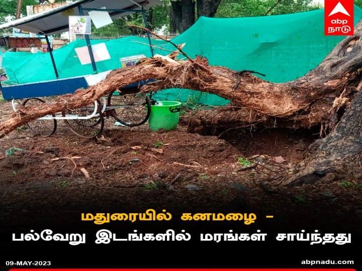 Madurai city More than 50 trees fell due to heavy rain Madurai Rain: மதுரையை மிரட்டிய மழை..! சூறாவளி காற்று... 50க்கும் மேற்பட்ட இடங்களில் முறிந்த மரங்கள்..!