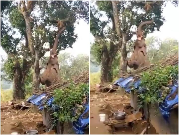 elephant is seen plucking jackfruit from a tall tree after creating a ruckus in village जब पेड़ पर चढ़कर हाथी ने तोड़े काफी ऊपर लग रहे कटहल, हाथी की ऐसी टेकनीक पहले नहीं देखी होगी