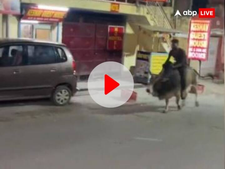 Akhilesh Yadav Reaction On man sitting on bull and running like horse Viral video Watch Watch: युवक ने सांड को घोड़े की तरह दौड़ाया, अखिलेश यादव बोले- 'गांजे के नशे में कुछ भी चलाना...'