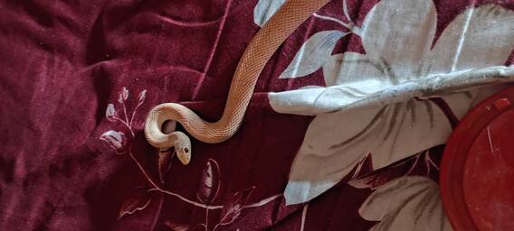 वणीत आढळली दुर्मिळ 'अल्बीनो'धुळ नागीण