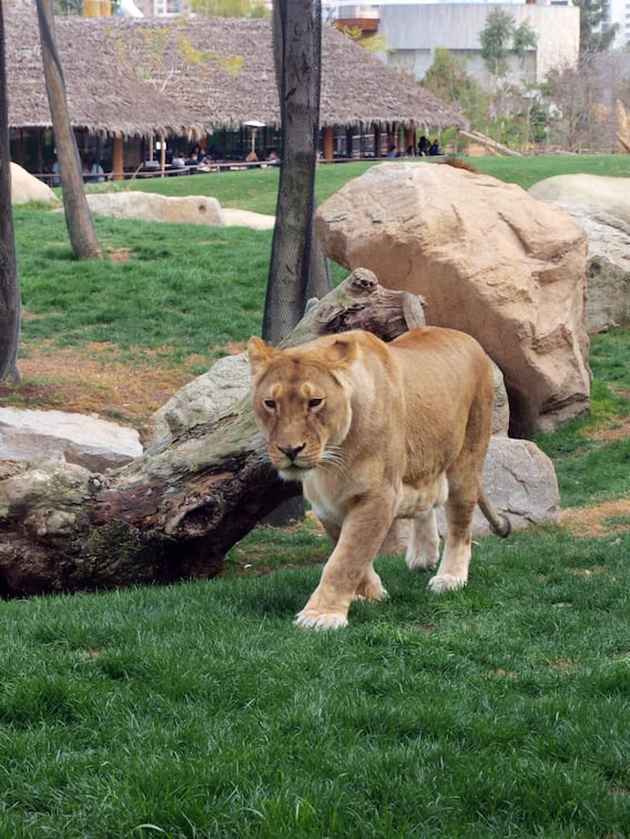 ये हैं भारत के 10 प्रसिद्ध चिड़ियाघर, बच्चों के साथ एक बार जरूर जाएं