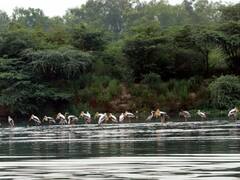 दिल्ली में यमुना के किनारे दिखेगी कश्मीर की झलक, लगाए जा रहे चेरी ब्लॉसम और चिनार के पौधे