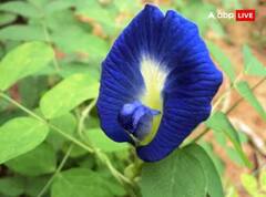 Shani Jayanti 2023: ਸ਼ਨੀ ਦੇਵ ਨੂੰ ਖੁਸ਼ ਰੱਖਣ ਲਈ ਸ਼ਨੀ ਜੈਅੰਤੀ ਵਾਲੇ ਦਿਨ ਚੜ੍ਹਾਓ ਇਹ 5 ਚੀਜ਼ਾਂ