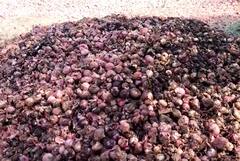 नाशिकमध्ये कांद्याची आवक वाढली, दरात घसरण; बळीराजा संकटात  