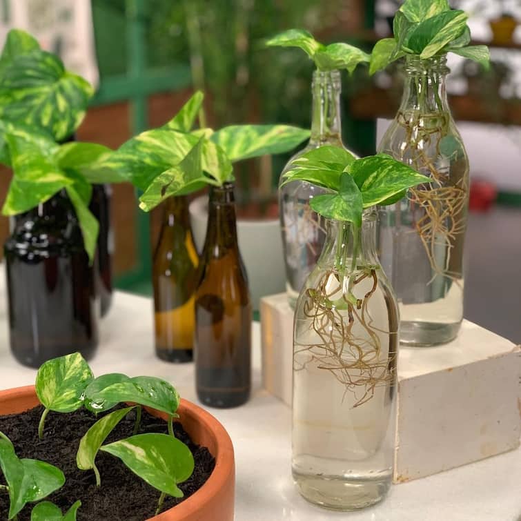 these five plants keep in home for natural cool effect Home Gardening:  ગરમીમાં ઘરને નેચરલ કૂલ ઇફેક્ટ આપવા માટે આ 5 પ્લાન્ટ્સ કાચની જારમાં લગાવો
