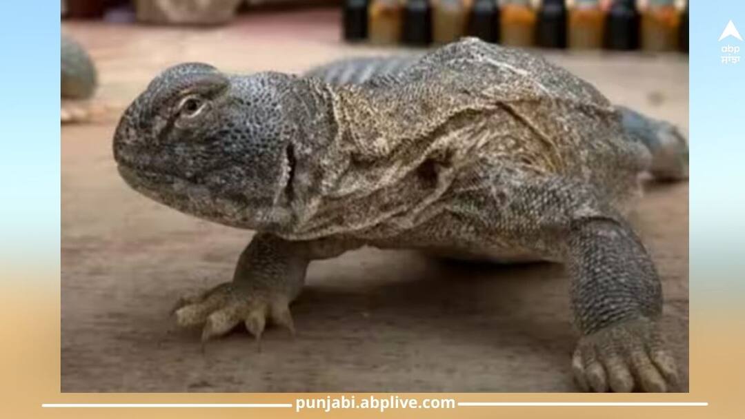 ਇੱਕ ਖਾਸ ਕਿਸਮ ਦੀ ਕਿਰਲੀ 'ਚੋਂ ਨਿਕਲਦਾ ਹੈ Sanda Oil, ਜਾਣੋ ਕੀ ਇਹ ਸੱਚਮੁੱਚ ਹੈ ਫਾਇਦੇਮੰਦ? sanda-oil-comes-out-from-a-special-kind-of-lizard-know ਇੱਕ ਖਾਸ ਕਿਸਮ ਦੀ ਕਿਰਲੀ 'ਚੋਂ ਨਿਕਲਦਾ ਹੈ Sanda Oil, ਜਾਣੋ ਕੀ ਇਹ ਸੱਚਮੁੱਚ ਹੈ ਫਾਇਦੇਮੰਦ?