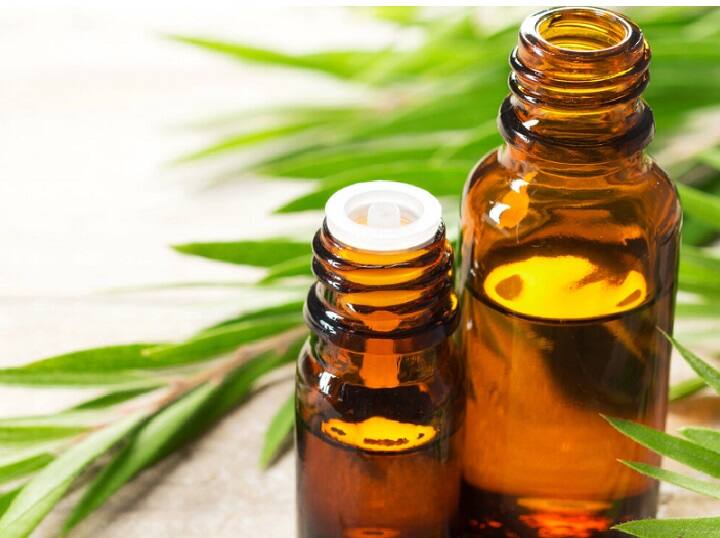 Top 5 Benefits of Using Tea Tree Oil Tea Tree Oil : தேயிலை மர எண்ணெயால் இத்தனை நன்மைகளா? இந்த லிஸ்ட்ட படிங்க..