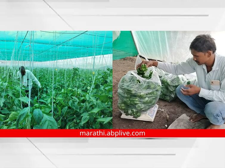 Maharashtra News Chhatrapati Sambhaji Nagar Farmer Success Stories Paithan farmer earned lakhs of rupees from the yield of capsicum Farmer Success Stories : पैठणच्या शेतकऱ्याला शिमला मिरचीने केले मालामाल; मिळतेय लाखोचे उत्पादन