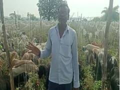 टोमॅटोच्या दरात मोठी घसरण, शेतकऱ्यानं टोमॅटोच्या शेतात सोडल्या मेंढ्या 