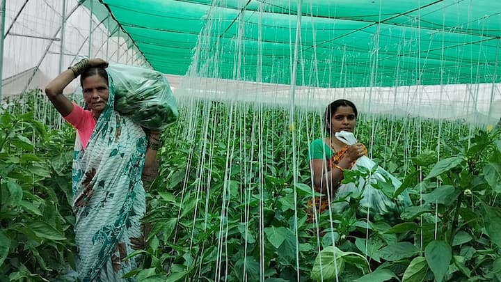 कृष्णा आगळे यांचे बी.ए शिक्षण झाले आहे. तर त्यांचा पत्नी जयश्री आगळे यांचे बारावी पर्यंतचे शिक्षण घेतले आहे. त्यांना दहा एकर शेती आहे.