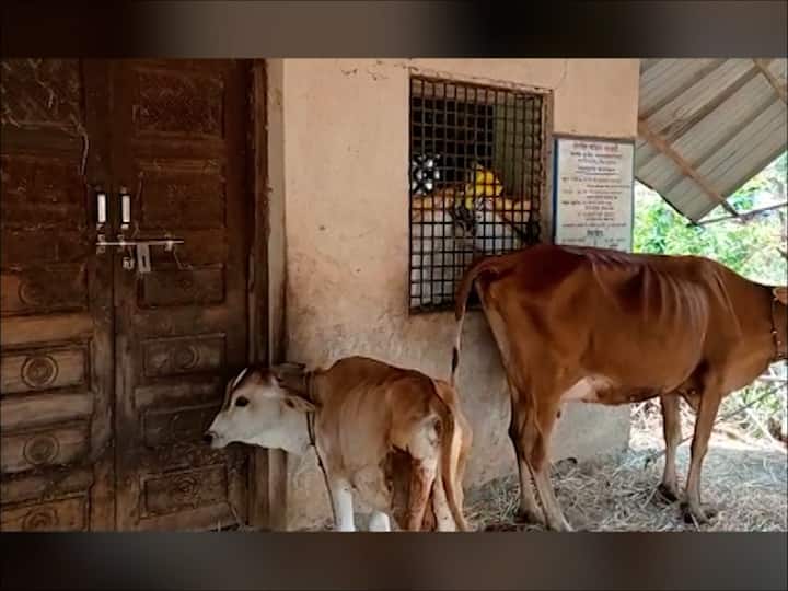 Bhandara News Home department defaults on rent angry owner turns Police Help Center into cattle shed in Lakhani taluka Bhandara News : गृह विभागाने भाडे थकवले, संतप्त घरमालकाने पोलीस मदत केंद्रालाच जनावरांचा गोठा बनवले; नक्षल प्रभावित लाखनी तालुक्यातील प्रकार