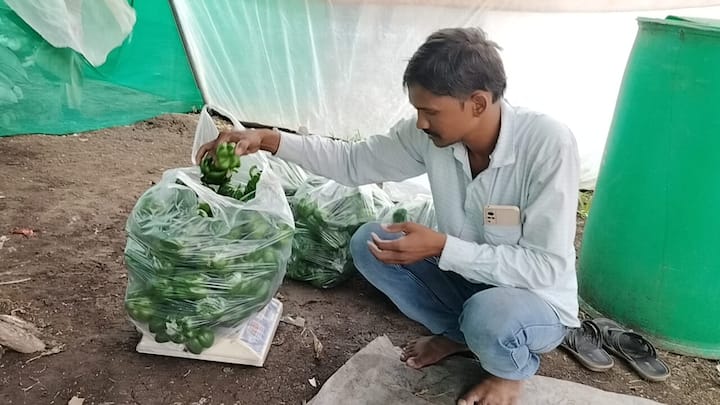 कृष्णा आगळे असे या तरुण शेतकऱ्याचं नाव असून, पैठणच्या तालुक्यातील हर्षी  गावातील हा शेतकरी आहे.