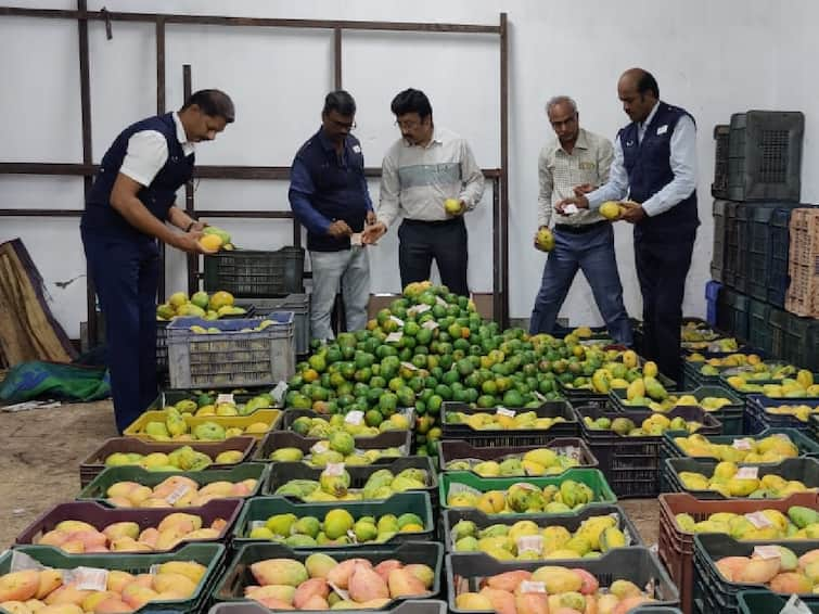 25 tons of artificially ripened mangoes, sathugudis seized in Coimbatore TNN கோவையில் உணவு பாதுகாப்பு துறை அதிரடி - செயற்கை முறையில் பழுக்க வைக்கப்பட்ட 25 டன் மாம்பழங்கள், சாத்துகுடிகள் பறிமுதல்