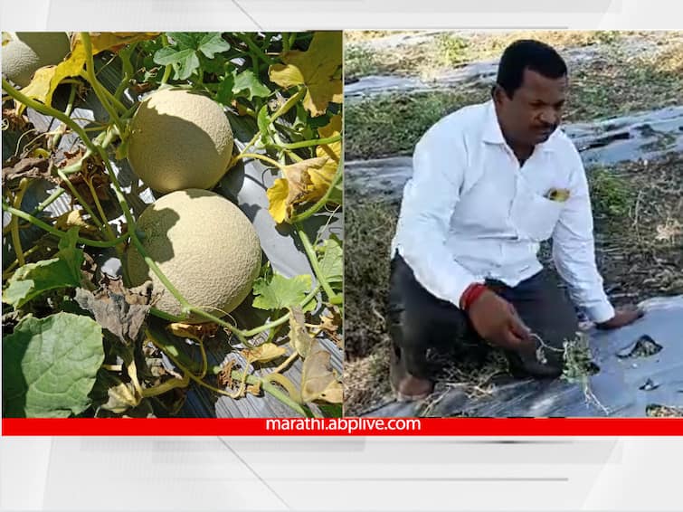 Farmer Success Stories pune kusegaon daund farmer got an income of one and a half lakh from- muskmelon Farmer Success Stories: कुसेगाव येथील शेतकऱ्याने केली खरबूजाची शेती; 18 गुंठ्यांत दीड लाखाचं उत्पन्न