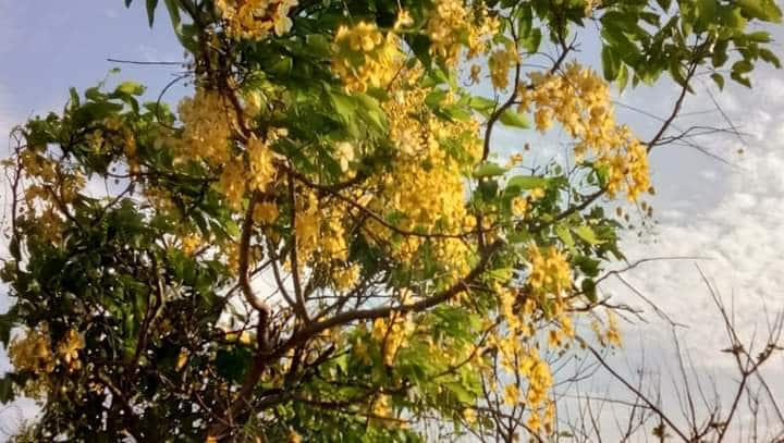 Golden Shower Tree: बहावा ही बहुगुणी वनस्पती पूर्वी फूट दोन फुटापासून तर 50 फुटापर्यंत असणार बहावा आता तसा कमी पाहवयास मिळतो. वृक्ष तोडीमुळे कमी होत असलेल्या जंगलामुळे बहावा तसा कमी आढळतो.