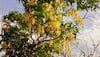 Golden Shower Tree: 'बहावा' बहरला; पानगळीनंतर पिवळ्या फुलांनी रान झाललं सोनेरी