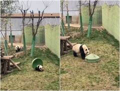 खेलते- खेलते टब के नीचे फंसा पांडा, वीडियो ऐसा कि जिसने देखा उसने शेयर किया