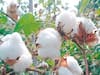 Cotton : एक जूनपूर्वी शेतकऱ्यांनी कापसाची लागवड करु नये, बोंड अळीचा प्रादुर्भाव रोखण्यासाठी कृषी विभागाची मोहीम