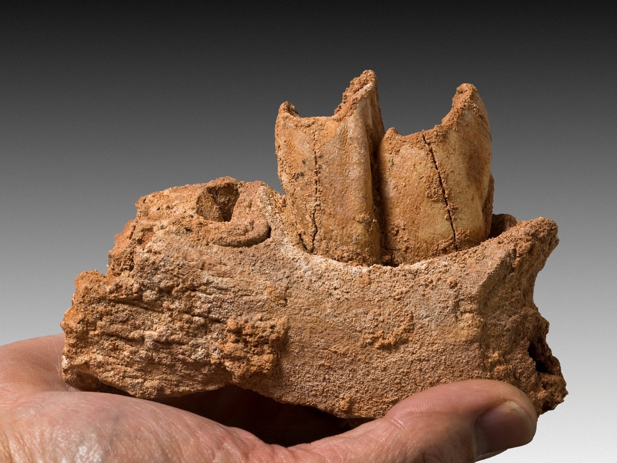 What Did Neanderthals And Ancient Humans Hunt And Eat? Tooth Enamel Provides Clues