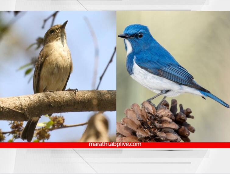 fergusson college biodiversity in pune 88 species of birds found in college pune news Pune News : 2000 पोपटांचा थवा अन् 88 स्थलांतरित पक्षांंच्या प्रजाती; जैवविविधतेनं नटलेलं 'फर्ग्युसन'