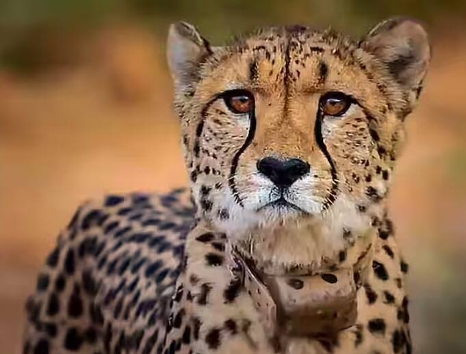 Namibian Cheetah Died: Female Cheetah ‘Daksha’ dies in Kuno National Park, 3rd such death in 40 days Namibian Cheetah Died: નામીબિયાથી આવેલા 20 ચીત્તામાંથી અત્યાર સુધી ત્રણના મોત, વિવાદોથી ઘેરાયો પ્રોજેક્ટ ચિત્તા