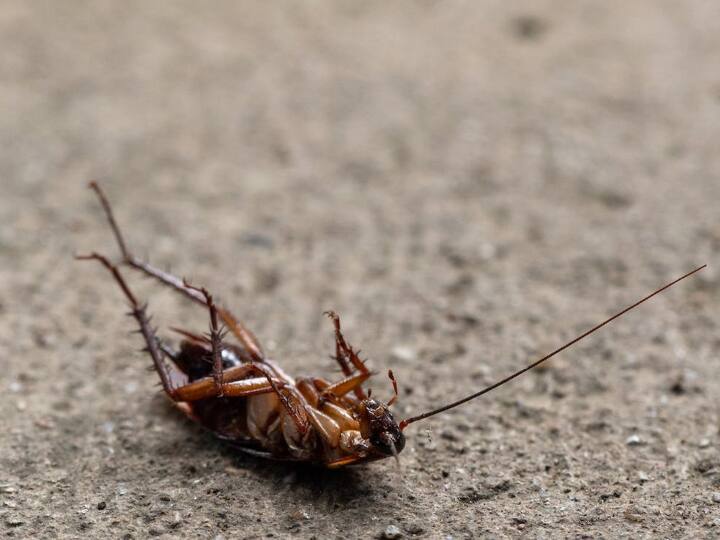 सिर कटने के बाद भी हफ्तों तक जिंदा रहता है कॉकरोच, फिर Hit स्प्रे छिड़कते ही क्यों मर जाता है?