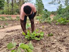 बेमौसम बारिश से बस्तर का 'हरा सोना' खराब, खरीदी भी हुई प्रभावित, लाखों रुपये के नुकसान का अनुमान