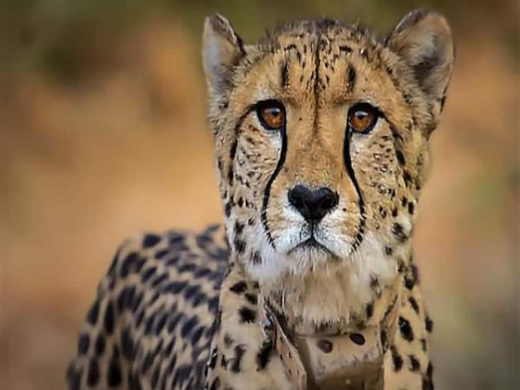 Three out of 20 cheetahs from Namibia have died so far, project cheetah surrounded by controversies Namibian Cheetah Died: નામીબિયાના 20 ચિત્તામાંથી અત્યાર સુધીમાં ત્રણના મોત, વિવાદોમાં ઘેરાયો પ્રોજેક્ટ ચિત્તા, જાણો મોતનું કારણ